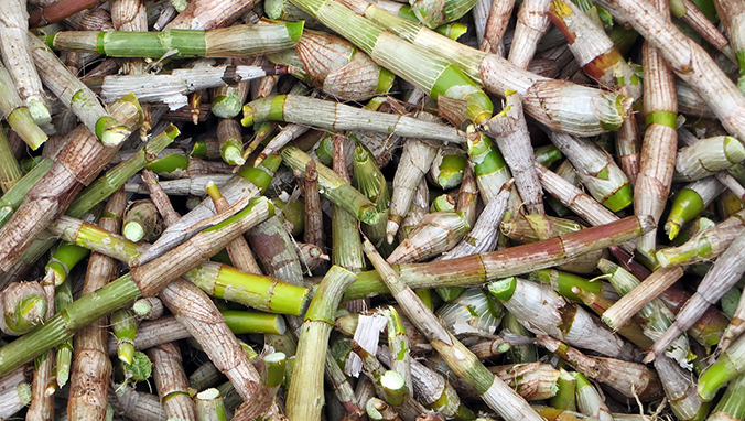 竹笋的营养价值