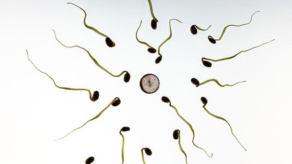精子存活时间是多久