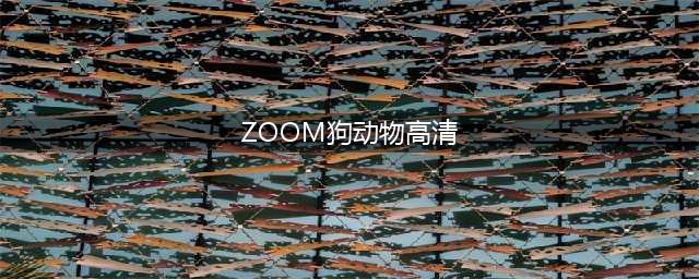 Zoom会议中狗狗高清亮相：美国网友热议(ZOOM狗动物高清)