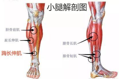 小腿解剖结构图