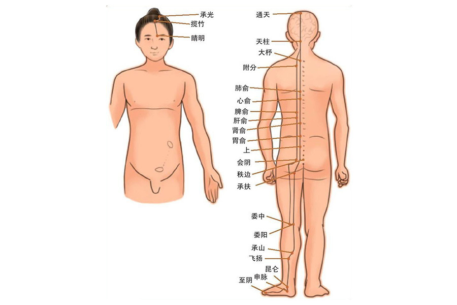 人体膀胱经准确位置图