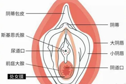 处女膜位置图片