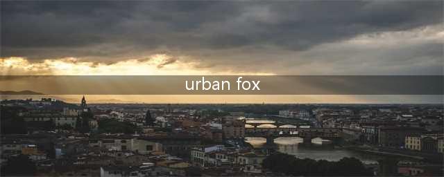 urban fox是什么(urban fox)