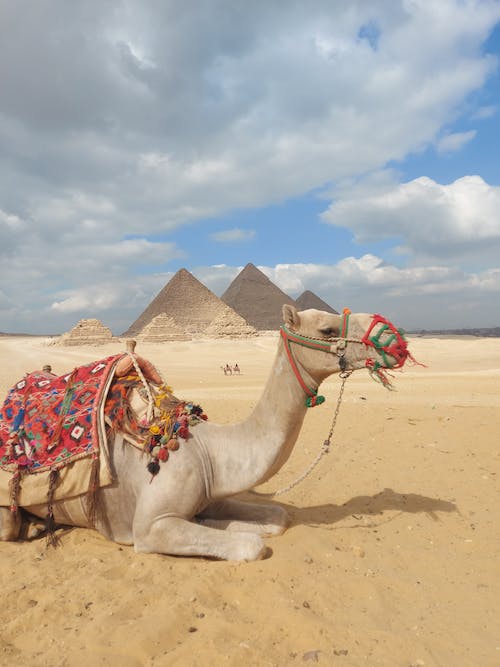 埃及跟团游哪家便宜？（推荐几家性价比高的旅行社）